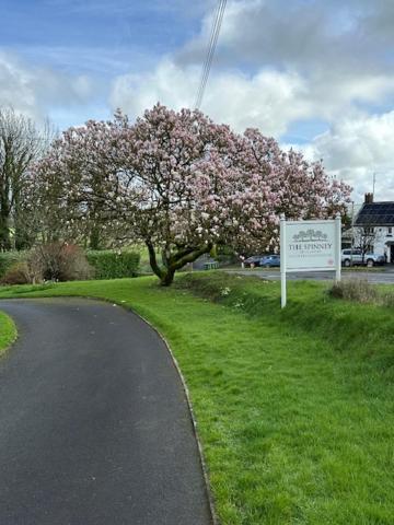The Spinney Barnstaple Eksteriør billede